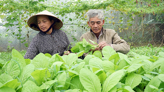 Nông dân phường Điện Ngọc phát triển mô hình trồng rau sạch. Ảnh: NHƯ TRANG