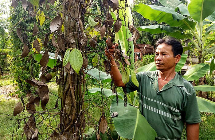 Một số cây tiêu vào mùa thu hoạch bị chết. Ảnh: THANH THẮNG