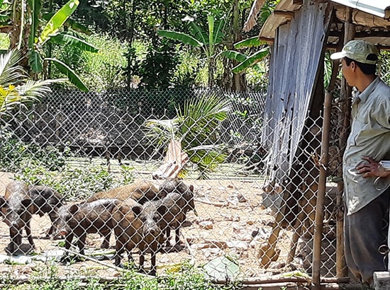 Mô hình vườn - ao - chuồng trên đất lúa kém hiệu quả của anh Phong (Đại Đồng) cho thu nhập khá. 