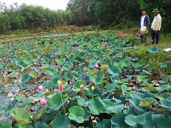 Mô hình trồng sen kết hợp thả cá trên đất lúa ở Duy Phú cho thu nhập cao. Ảnh: H.L