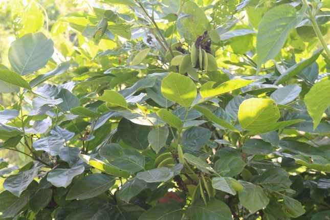 Cây Đính - Pongamia pinata mọc ven sông Cẩm Lệ. Ảnh: P.C.T