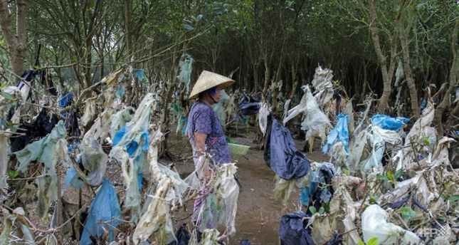 Rừng ngập mặn ở Đông Nam Á… ngập bao ni-lông.