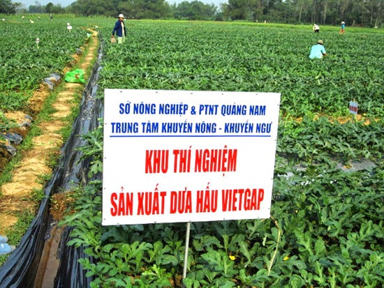 Ngành khuyến nông tỉnh hỗ trợ nông dân Phú Ninh trồng dưa hấu VietGAP.Ảnh: V.NGUYỄN