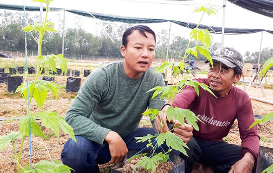 Anh Huỳnh Đức Tường hướng dẫn kỹ thuật chăm sóc rau hữu cơ cho người lao động. Ảnh: HÀN GIANG