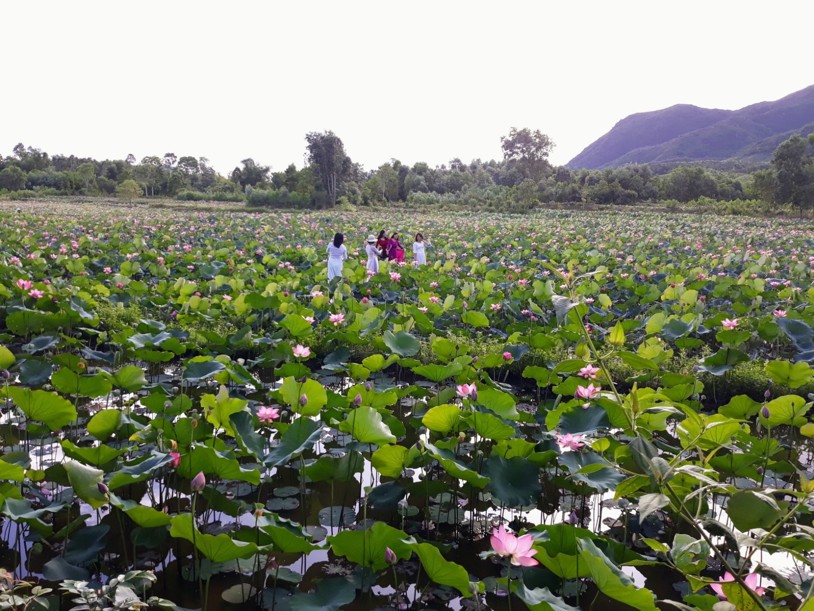 Nằm gần chân núi với khung cảnh nên thơ, yên bình nên đồng sen Trà Lý-Đồng Lớn có sức hút rất lớn với nhiều người. Ảnh: B.A