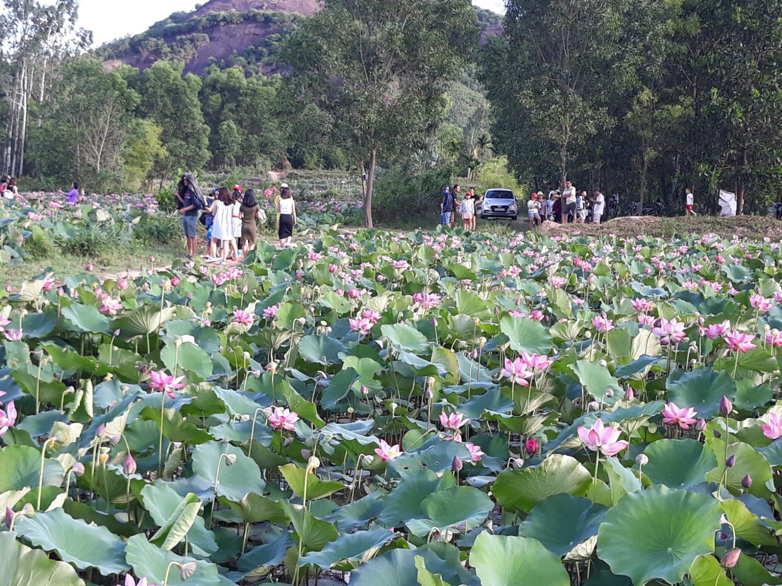 Vào mùa sen nở rộ, bình quân mỗi ngày có vài trăm lượt người tìm đến đồng sen Trà Lý-Đồng Lớn để vui chơi, ngắm cảnh. Ảnh: B.A