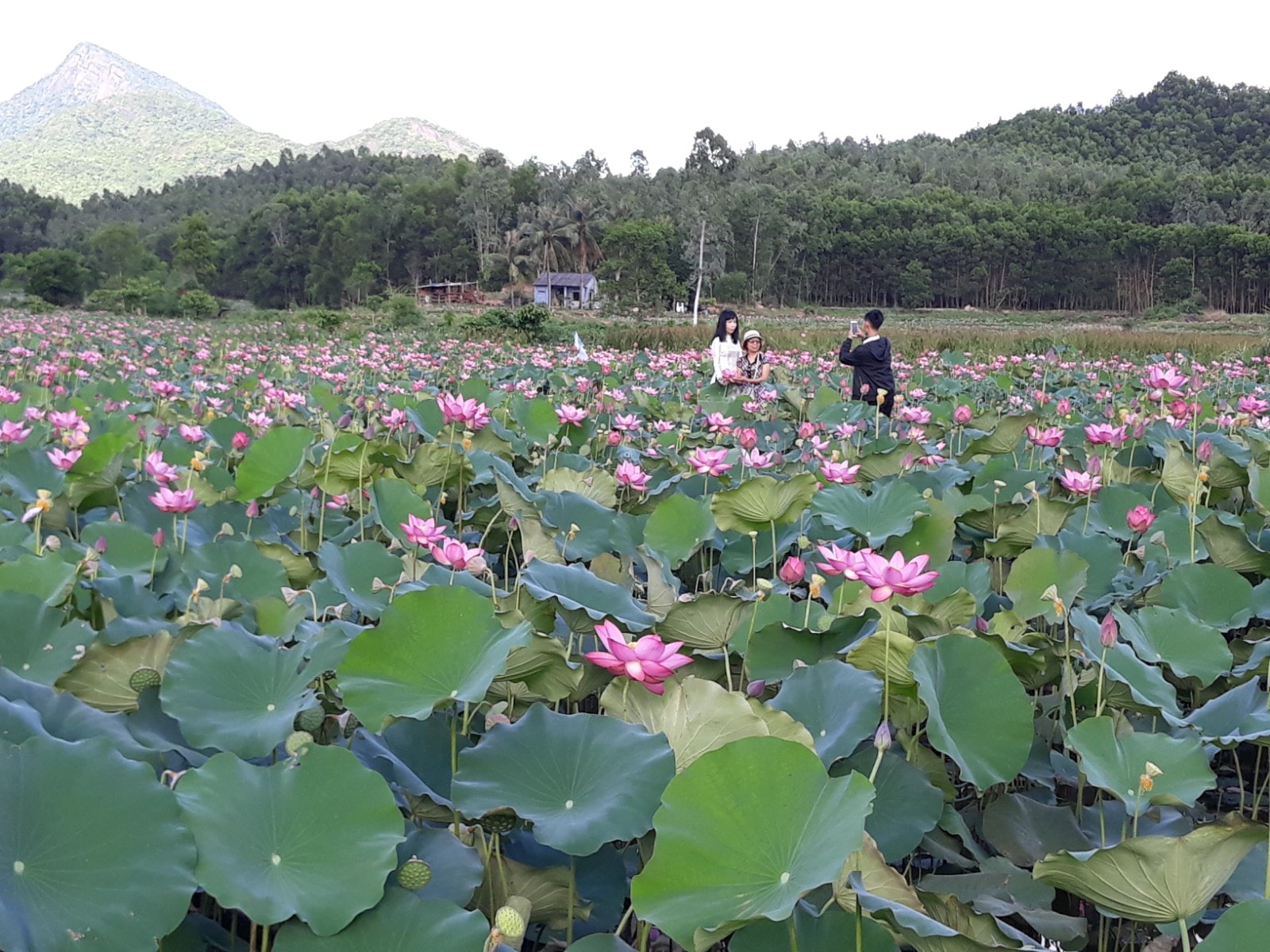 Việc dạo chơi, ngắm cảnh, thưởng hoa, chụp ảnh ở đồng sen Trà Lý-Đồng Lớn rất dễ dàng vì sen được trồng trên ruộng cạn, có nhiều lối đi chằng chịt khắp cánh đồng. Ảnh: B.A