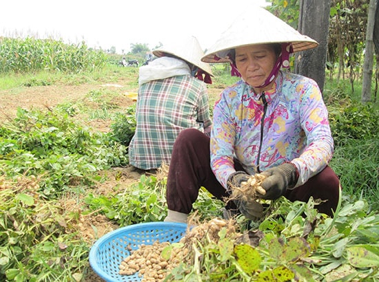 Người dân xã Duy Phước thu hoạch đậu phụng trồng trên những chân đất lúa chuyển đổi trong vụ đông xuân vừa qua. Ảnh: N.P