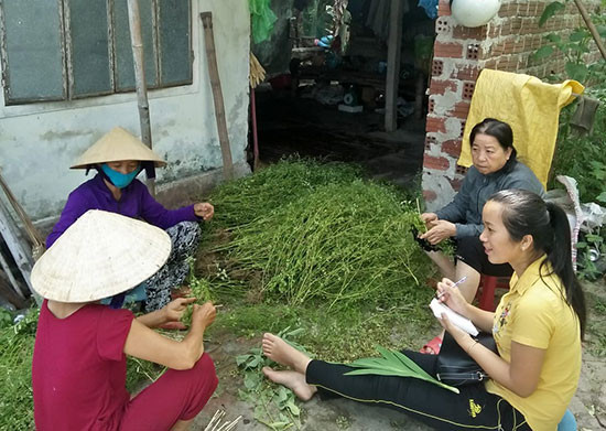 Làng Phường Củi - Giếng Lách vào vụ lá mùng Năm. Ảnh: HỒ HẰNG