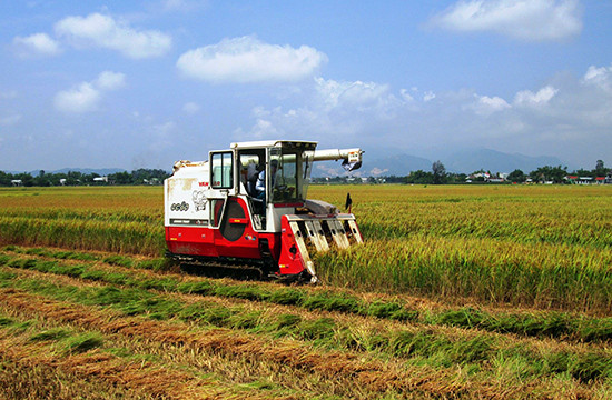 Việc xây dựng mô hình cánh đồng mẫu lớn giúp nhà nông nâng cao hiệu quả sản xuất lúa.Ảnh: VĂN SỰ
