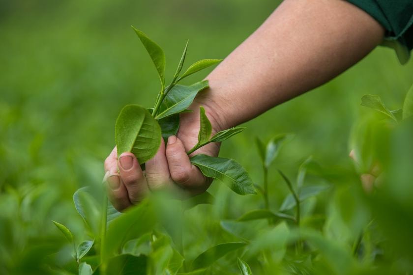 chè đang là một trong những nhóm hàng xuất khẩu quan trọng của nông sản Việt Nam. Ảnh: UN Environment