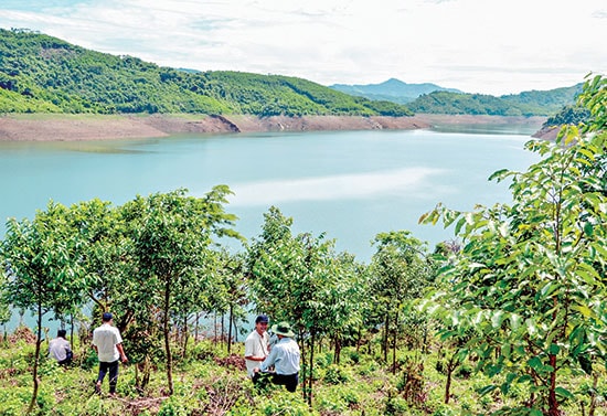 Rừng trồng quanh các khu vực lòng hồ ở miền núi Quảng Nam đã góp phần an sinh xã hội cho người dân. Ảnh: H.P