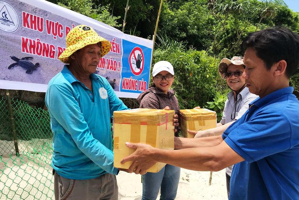 Năm ngoái, có hơn 840 trứng rùa nở thành công từ 900 trứng rùa được đưa từ Côn Đảo về. Ảnh: HẢI - THỌ