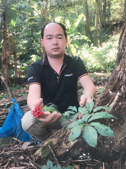 A Ngoc Linh ginseng plant fruits.