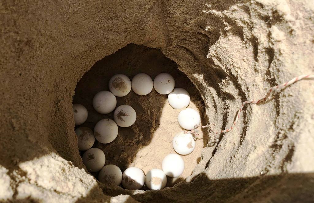 The eggs will expectedly hatch out in over ten days.