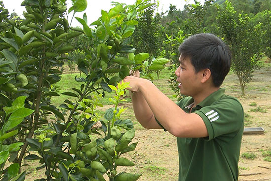 Bên cạnh việc đào tạo nghề, tạo công ăn việc làm cho bà con, huyện Bắc Trà My còn hỗ trợ cây con giống để người dân phát triển kinh tế vườn. ẢNH: N.DƯƠNG
