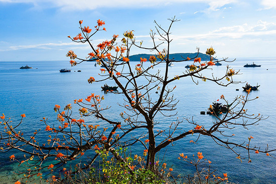 Sắc hoa ngô đồng trong màu xanh của biển trời.