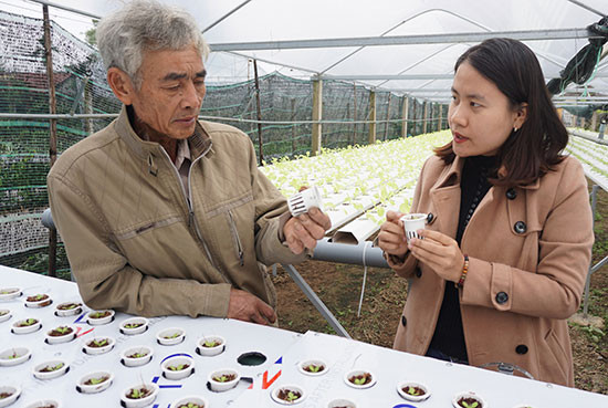 Nông dân phường Điện Ngọc phát triển mô hình trồng rau sạch. ảnh: Như Trang