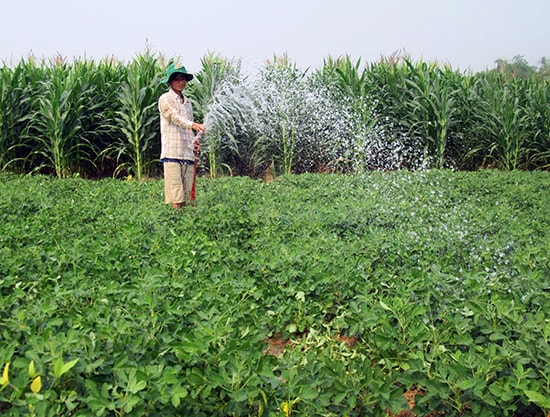 Hệ thống thủy lợi hóa đất màu được xây dựng bài bản, nông dân có điều kiện hình thành những vùng sản xuất cây trồng cạn theo phương thức hàng hóa tập trung cho giá trị kinh tế cao. Ảnh: VĂN SỰ