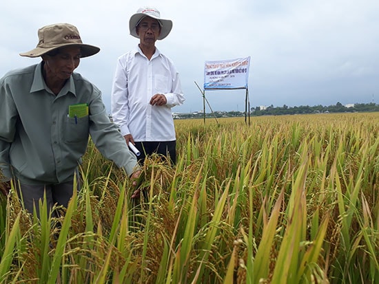 Nông dân Tam Kỳ triển khai mô hình trồng lúa lai chất lượng cao.Ảnh: T.Q