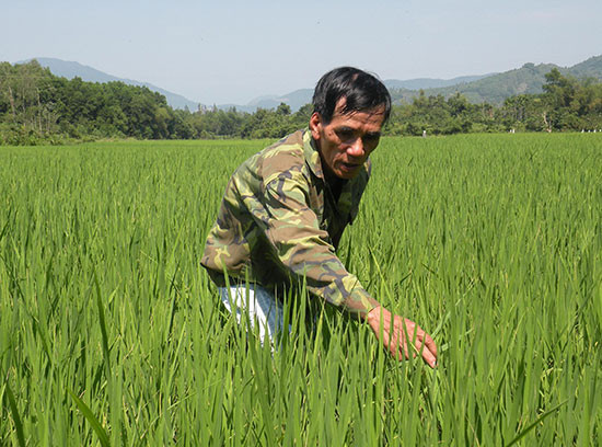 Nhờ dự án CAL-2 của FIDR chuyển giao rộng rãi gói kỹ thuật SRI nên năng suất lúa nước ở các địa phương miền núi Quảng Nam tăng cao. Ảnh: VĂN SỰ