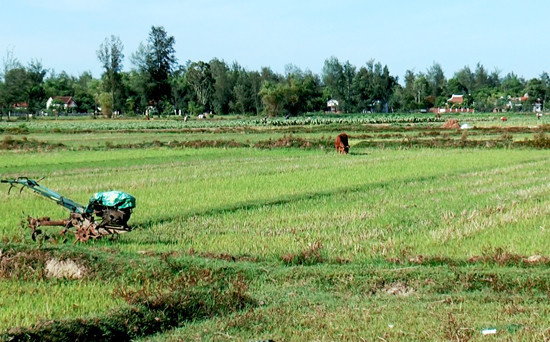 Tại các xã Bình Dương, Bình Đào, Bình Hải đã có gần 160ha đất nông nghiệp bị bỏ hoang. Ảnh: V.B.T