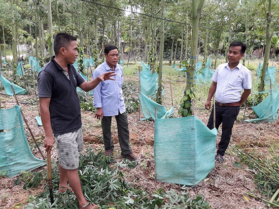 Mô hình trồng mới hơn 200 choái tiêu của anh Nguyễn Văn Lợi, xã Tiên Hà.  Ảnh: HOÀNG HƯNG