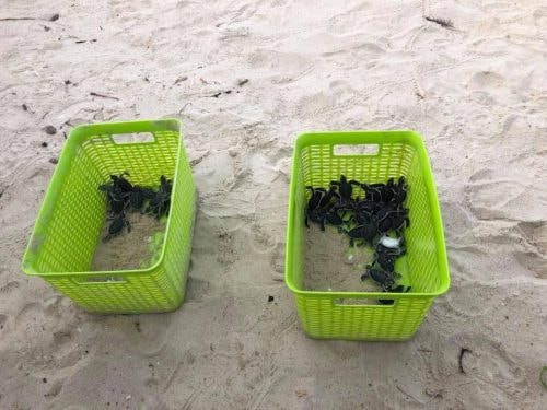 The baby turtles released to the sea