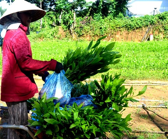 Nhờ tiếp cận tín dụng chính sách xã hội, người dân phát triển kinh tế rừng đạt hiệu quả. Ảnh Quang Linh