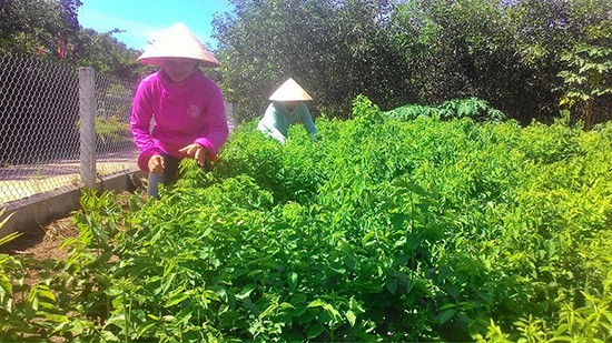 Mô hình rau sạch của chi hội phụ nữ thôn Phú Hòa, xã Tam Sơn.