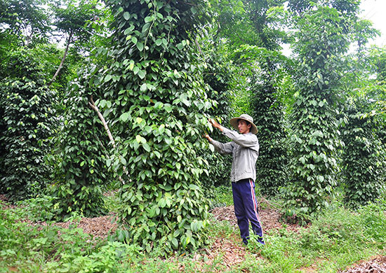Nhiều hộ nông dân trồng hồ tiêu ở Phú Ninh đã tiếp cận được cơ chế ưu đãi từ nghị quyết 18. Ảnh: V.ANH