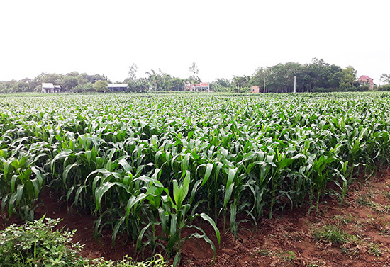Huyện Duy Xuyên chuyển đổi mạnh đất lúa kém hiệu quả sang trồng bắp.  Ảnh: TR.HỮU