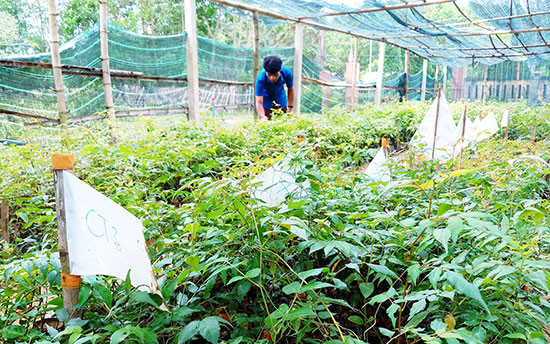 Vườn ươm giống được hình thành ở Đông Giang mở ra nhu cầu phát triển kinh tế từ cây chè dây zazéh của người dân địa phương. Ảnh: VƯƠNG HOÀNG