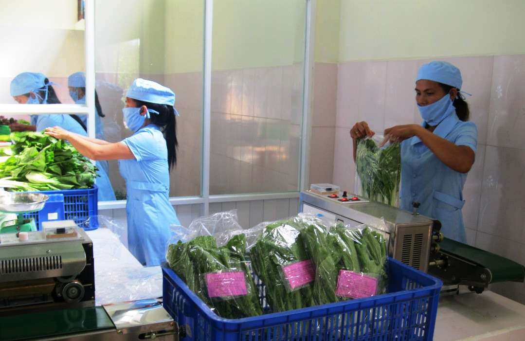 Sản phẩm rau an toàn của Hợp tác xã Nông nghiệp sạch Mỹ Hưng (Bình Triều, Thăng Bình) được đóng gói để cung ứng ra thị trường
