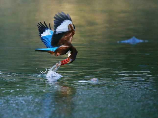 Cú “ra đòn” quyết định.