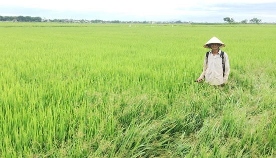 Nông dân xã Duy Phước cho rằng mức thu thủy lợi phí là 45 nghìn đồng/1 sào/1 vụ là cao. Ảnh: PHAN VINH