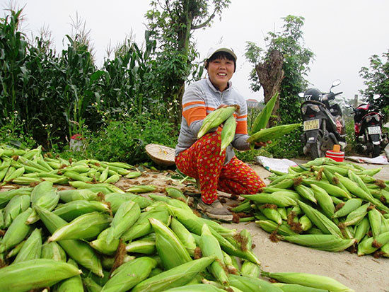 Ngành chuyên môn cần đẩy mạnh việc chuyển giao tiến bộ khoa học kỹ thuật nhằm nâng cao năng suất, chất lượng nông sản. Ảnh: VĂN SỰ