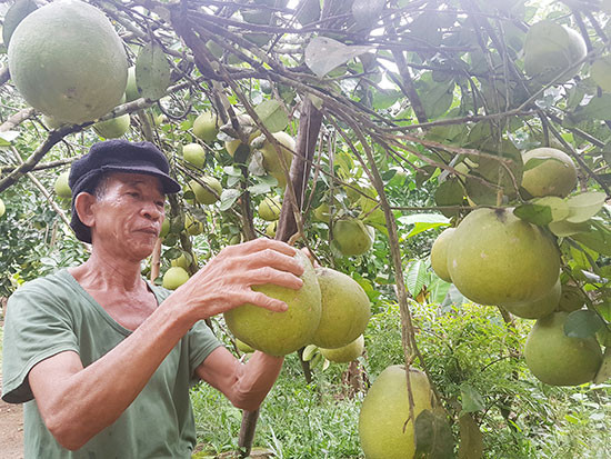 Ông Huỳnh Đức Huệ với vườn cây trái sum suê của mình. Ảnh: D.L