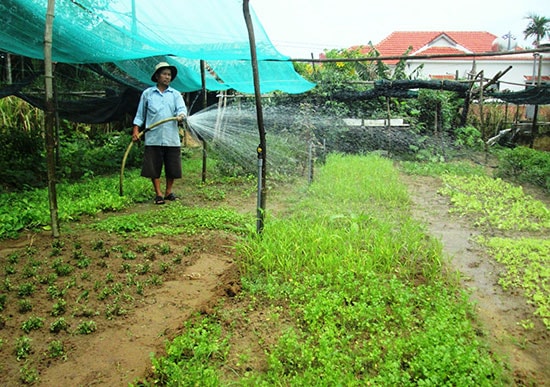 Sản xuất rau hữu cơ ở làng Thanh Đông, xã Cẩm Thanh, Hội An. Ảnh: L.QUÂN