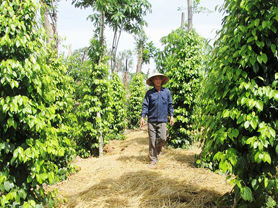 Nhiều mô hình trồng tiêu ở vùng tây huyện Duy Xuyên cho hiệu quả kinh tế cao. Ảnh: VĂN SỰ