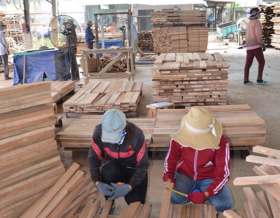 Chỉ có trồng rừng gỗ lớn mới đáp ứng nhu cầu sản xuất, chế biến gỗ phục vụ xuất khẩu. Ảnh: H.P