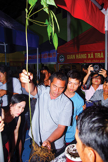 Ngoc Linh ginseng at Ngoc Linh ginseng fair