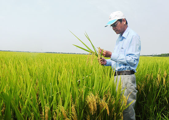 Mô hình liên kết sản xuất giống lúa hàng hóa ở HTX Đại Thắng mang lại hiệu quả kinh tế cao.  Ảnh: H.NHI