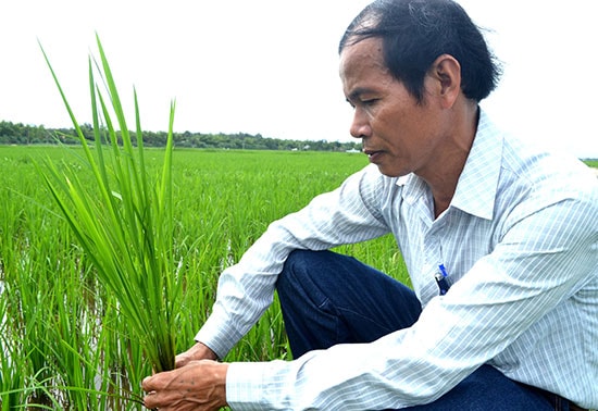 Ông Võ Tấn Sanh rất kỳ vọng vào thành công của chương trình trồng nếp hương. Ảnh: V.Q