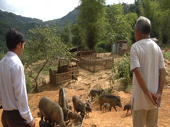 Mô hình nuôi heo đen bản địa tại xã A Rooih mang lại hiệu quả kinh tế khá cho đồng bào nơi đây. Ảnh: T.B