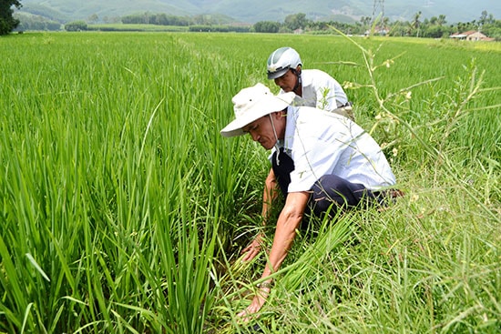 Kỹ sư Trần Văn A kiểm tra chân ruộng canh tác nếp bầu tại xã Tam Mỹ Tây. Ảnh: C.TÚ