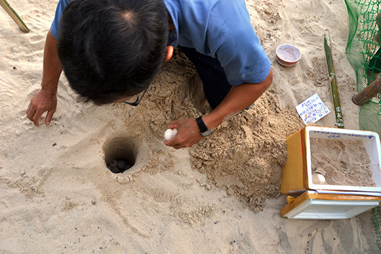 Kỹ sư Nguyễn Văn Vũ cẩn thận lấy trứng rùa từ Côn Đảo về đặt vào ổ chôn ấp tại Bãi Bấc, Cù Lao Chàm. Ảnh: XUÂN THỌ