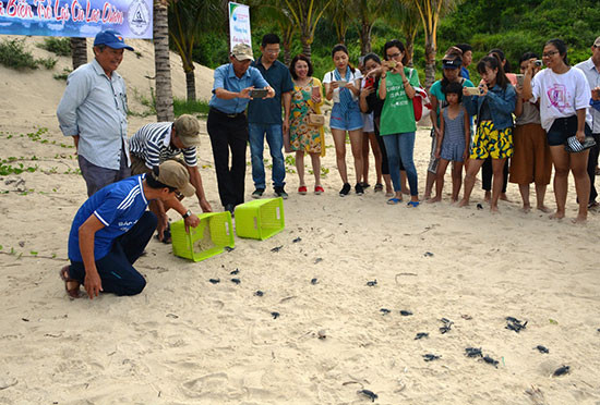 Thả rùa con ấp nở thành công về với biển tại Bãi Bấc, Cù Lao Chàm. Ảnh: XUÂN THỌ