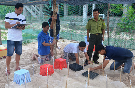 Giao nhận trứng để chuyển về Cù Lao Chàm tại hồ ấp Bảy Cạnh, Côn Đảo.  Ảnh: XUÂN THỌ