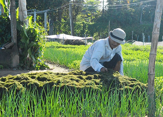 Nông dân lấy rong ở đầm Trà Quế để bón cho rau. Ảnh: Q.T